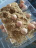 金咕農家正宗散養土雞蛋  現撿現發(fā)初生谷飼鮮雞蛋 柴雞蛋單枚40±5g 30枚1200g 曬單實(shí)拍圖