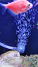 森森魚(yú)缸增氧泵水族箱氧氣泵LQE-50家用小型充氧泵3W單孔+全套配件 曬單實(shí)拍圖