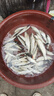 白條翹嘴專(zhuān)殺仿生串鉤釣組紅皮魚(yú)皮假餌仕掛金丸世路亞假餌魚(yú)鉤 仿蝦串鉤五套+10g鉛墜+鈴鐺 10號 曬單實(shí)拍圖