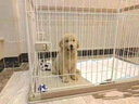純種金毛幼犬大骨架沙灘金毛血統(tǒng)級楓葉紅高智商導(dǎo)盲犬活寵物狗狗 血統(tǒng)級 精品金毛 公 曬單實(shí)拍圖
