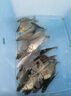 野營(yíng)者29升帶輪防刮釣箱全套新款多功能釣魚(yú)箱魚(yú)桶垂釣保溫臺釣箱 29L 帶輪雙炮臺 雙軌道夜釣款+工具層+支架*2 曬單實(shí)拍圖