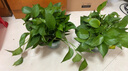 雙盟綠蘿盆栽除甲醛花卉綠植辦公室新房凈化空氣180加侖2盆裝源頭直發(fā) 曬單實(shí)拍圖