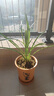 劉閣蘭花蘭花苗 素心鐵骨天香 夏帶濃香花苞室內室外綠植蘭草花卉盆栽 2苗連體裸根 曬單實(shí)拍圖