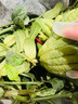 佛手樹(shù)盆栽帶果金華佛手柑樹(shù)苗可食用室內觀(guān)賞庭院好養植物 金佛手6年苗【帶果發(fā)貨】 曬單實(shí)拍圖