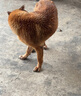 福來恩（FRONTLINE）狗狗進口驅(qū)蟲藥中型犬去跳蚤蜱蟲藥滴劑原研藥1.34ml*3支裝 曬單實拍圖