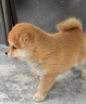 伊寵純種柴犬幼犬小豆柴寵物狗狗活體小狗活物幼崽 寵物級 公 曬單實(shí)拍圖