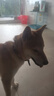 DidogPet狗狗項圈定制狗牌頸圈寵物脖圈脖套中小犬型加寬狗脖套反光狗項圈 棕色刻字項圈+2.1米多功能牽引繩 XS 建議脖圍28-30cm 約4-12斤 曬單實(shí)拍圖