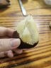京地達 印尼蛇皮果 凈重3.8斤 單果50g+ 生鮮水果 源頭直發(fā)包郵 曬單實(shí)拍圖