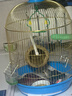 開(kāi)元 鸚鵡雛鳥(niǎo)斷奶期滋養丸半毛鸚鵡飼料鳥(niǎo)糧虎皮玄鳳牡丹幼鳥(niǎo)250g 曬單實(shí)拍圖