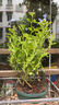 藍雪花大花苗爬藤植物陽(yáng)臺庭院四季開(kāi)花盆栽室內外鮮花卉盆景植物 【帶花苞】藍雪花180（加侖盆） 曬單實(shí)拍圖