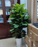 大葉綠蘿柱盆栽辦公室大型綠植物室內(nèi)除甲醛神器百搭好養(yǎng)活 大葉綠蘿柱1.4-1.5米原盆 曬單實(shí)拍圖