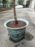 聽(tīng)雪樓嫁接櫻桃樹(shù)苗小果櫻桃樹(shù)苗美燈櫻桃果樹(shù)苗盆栽地栽果樹(shù)南北方種植 2年苗【小苗】1顆 美登櫻桃樹(shù)苗 曬單實(shí)拍圖