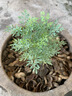蕓香草臭草植物賊仔草盆栽室外陽(yáng)臺菜園四季花苗臭艾驅蚊驅蛇食用 蕓香草小顆 不帶盆 曬單實(shí)拍圖