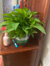 雙盟綠蘿盆栽除甲醛花卉綠植辦公室新房?jì)艋諝?80加侖4盆裝源頭直發(fā) 曬單實(shí)拍圖