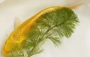 黃金龍鳳錦鯉冷水鸚鵡小草金蘭花草觀賞魚 黃金錦鯉4-6厘米3條裝 曬單實(shí)拍圖