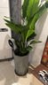 植男植女天堂鳥(niǎo)盆栽客廳室內(nèi)好養(yǎng)大型落地真綠植辦公室大葉植物源頭直發(fā) 曬單實(shí)拍圖