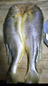 鴻順 寧德三去大黃魚(yú)700g/2條 去鱗去腮去內臟 黃花魚(yú) 魚(yú)類(lèi) 生鮮  曬單實(shí)拍圖
