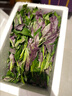 新鮮紫背菜時(shí)令蔬菜觀(guān)音菜血皮菜紫背天葵葉子菜四川農家自種順豐 1000g 曬單實(shí)拍圖
