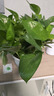 行湘綠蘿盆栽水培綠植新房除甲醛植物 180#原盆4盆+吸水盆 源頭直發(fā) 曬單實拍圖