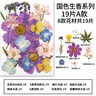 OSKV干花樹(shù)葉手工diy材料包標本貼畫(huà)書(shū)簽壓花植物葉子制作花朵彩色葉 干花國色生香A款 曬單實(shí)拍圖