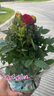 四季鉆石玫瑰盆栽帶花苞月季薔薇花大花濃香四季花卉盆栽開花不斷 混色玫瑰 帶花苞 （加侖盆） 曬單實拍圖