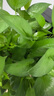 雙盟 綠蘿盆栽除甲醛花卉綠植辦公室新房?jī)艋諝?10款10盆裝源頭直發(fā) 曬單實(shí)拍圖