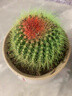 24款迷你仙人球仙人掌盆栽辦公室綠植 彩金冠/株 約8cm 不含盆 曬單實(shí)拍圖