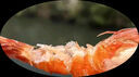 海仙津九節(jié)蝦干即食大蝦干烤蝦干對蝦干特大斑節(jié)蝦干大烤蝦福建干貨蝦 【大號款】九節(jié)蝦干250g 35-45只(凈重) 曬單實拍圖