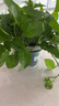 雙盟綠蘿盆栽除甲醛花卉綠植辦公室180款加侖自吸水盆8盆裝源頭直發(fā) 曬單實(shí)拍圖