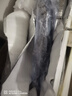 新鮮捕撈青島大鲅魚(yú)藍點(diǎn)馬鮫魚(yú)渤海燕尾鮐鲅魚(yú)無(wú)冰衣 2.5斤【2條裝】 曬單實(shí)拍圖