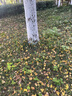 FitonTon5條裝內(nèi)褲女純棉7A抑菌少女內(nèi)褲中腰初中生青春期女孩透氣三角褲 曬單實(shí)拍圖