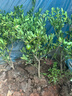 傾潤新品種青皮蜜桔苗 日南一號桔苗早熟青柑橘苗 嫁接無(wú)核蜜桔子樹(shù)苗 4年苗當年結果 111cm(含)-140cm(含) 曬單實(shí)拍圖