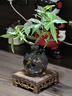 景郁春 JIRYUCUR發(fā)財樹(shù)小盆栽水培植物辦公室內桌面綠植發(fā)財樹(shù)+煙灰圓瓶源頭直發(fā) 曬單實(shí)拍圖