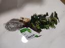 盆景吸甲醛臥室大盆金魚(yú)吊蘭植物室內好養花卉開(kāi)花凈化空氣甲吸醛 凈宅聚財【金魚(yú)(玉)滿(mǎn)堂-多色】澆水就爆花 扦插枝條【1-3枝】沒(méi)有帶根 曬單實(shí)拍圖