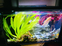 云峰海瑞 水草活體魚(yú)缸造景套餐用品水族箱裝飾魚(yú)缸種子沉木活水草 紅玫瑰沉木單頭 曬單實(shí)拍圖
