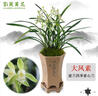 劉閣蘭花四季素心大鳳素現(xiàn)帶花苞出售有香味的花苗室內(nèi)陽臺綠植物花卉盆栽 3苗連體裸根帶花苞 曬單實拍圖