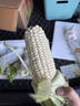 桃西村漳州北海道牛奶水果玉米【順豐】新鮮即食爆漿冰糖白甜玉米水果 2根 單果220g/根 | 獨立包裝 曬單實(shí)拍圖