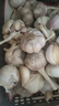 京東紫白皮新鮮濕蒜大蒜現(xiàn)挖蔬菜調(diào)料燒烤食材火鍋食材 新鮮濕蒜2斤裝 1000g 果徑【4-5cm] 曬單實拍圖