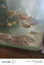 臺灣純種普身蝴蝶鯉觀(guān)賞魚(yú)冷水魚(yú)大鰭大尾冷水魚(yú)好養耐活包郵包活 貴妃白色8-10公分3條 曬單實(shí)拍圖