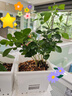 九里香盆栽茉莉花綠植室內驅蚊四季開花帶花苞七里香水培盆景植物 【特價】高約16cm九里香苗6株 九里香 曬單實拍圖
