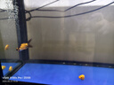 金魚（Jinyu）【精品高質(zhì)】蘭壽金魚淡水錦鯉觀賞魚國粹耐活好養(yǎng) 蘭壽10條4-5CM【顏色隨機】 曬單實拍圖