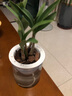 艾瑩冬帶花七彩香水石斛蘭花四季好養綠植濃香型石斛蘭花苗桌面盆栽 3苗七彩石斛當年開(kāi)花 沒(méi)葉藝 懶人盆 曬單實(shí)拍圖