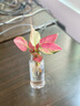 水培綠植物花卉室內綠植辦公室盆栽 吉利紅大苗1株（不含盆） 曬單實(shí)拍圖