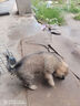 土狗活物田園犬黃狗幼犬小土狗活體看家護院忠誠 田園級 黃狗 公 曬單實(shí)拍圖