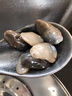 森農(nóng)樂泥螺皇黃泥螺即食罐裝醉泥螺鮮活特大生腌野生無沙寧波舟山特產(chǎn) 【大顆?！恐凵降氐涝?300g 凈重 曬單實拍圖