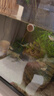 百因美百因美魚(yú)飼料小型觀(guān)賞魚(yú)魚(yú)糧孔雀魚(yú)斗魚(yú)鸚鵡魚(yú)熱帶魚(yú)魚(yú)貼片魚(yú)食 曬單實(shí)拍圖