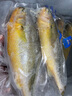 三都港 冷凍寧德大黃魚700g/2條裝 黃花魚 生鮮魚類 深海魚 中秋 曬單實拍圖