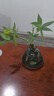 八芽發(fā)財樹(shù)小盆栽花卉水培植物客廳桌面綠植室內四季招財樹(shù)辦公室好養 雙桿發(fā)財樹(shù)-小藍瓶-含紫砂托 含盆 曬單實(shí)拍圖
