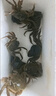 【活蟹】鮮活六月黃小螃蟹河蟹凈重足重淡水大閘蟹公蟹多生鮮水產(chǎn) 六月黃二元蟹[0.5-0.7兩]18只+多發(fā)2只抵損耗 曬單實(shí)拍圖