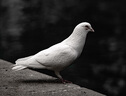 松下S5M2（20-60mm F3.5-5.6）（Panasonic）S5二代 全畫(huà)幅微單相機 約2420萬(wàn)有效像素 新相位混合對焦 曬單實(shí)拍圖